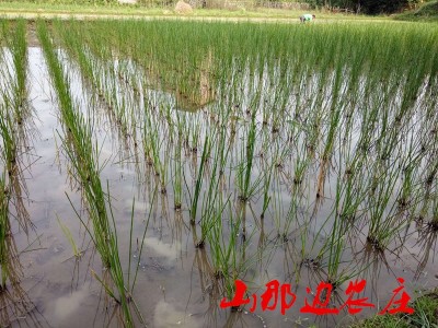山那边农庄自种新鲜特大荔浦马蹄荸荠特色水果蔬菜清甜  2千克起批图5