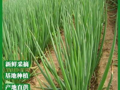 四季葱聪苗菜蒜保鲜大葱厂家直销安丘大葱批发新鲜蔬菜 40千克起批图1