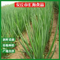 四季葱聪苗菜蒜保鲜大葱厂家直销安丘大葱批发新鲜蔬菜 40千克起批