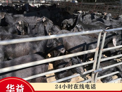 黑山羊小羊活苗批发养殖场常年出售努比亚黑山羊羊羔40斤活山羊图3