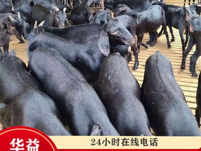 黑山羊小羊活苗批发养殖场常年出售努比亚黑山羊羊羔40斤活山羊图1