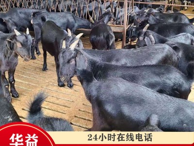 广东养殖场 黑山羊幼崽 黑山羊肉羊批发 成年黑山羊价格图1