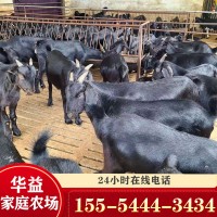 广东养殖场 黑山羊幼崽 黑山羊肉羊批发 成年黑山羊价格
