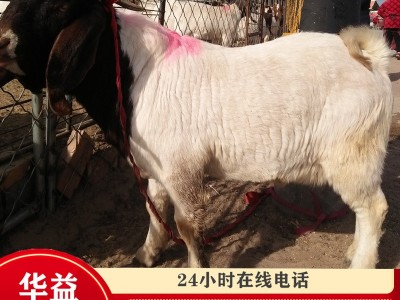 羊出售 小羊苗羊仔 小羊羔 肉羊出售 波尔山羊多少钱一只图2