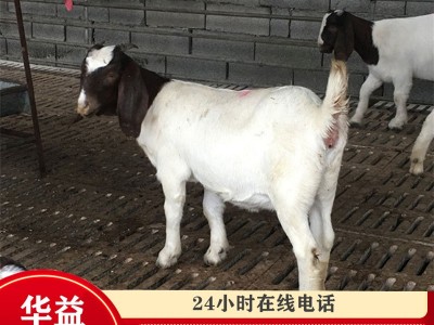 羊出售 小羊苗羊仔 小羊羔 肉羊出售 波尔山羊多少钱一只图1