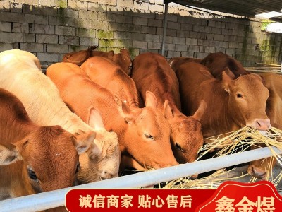 黄牛肉牛犊改良 肉牛价格怎么样 养殖批发牛苗 肉牛活牛图3