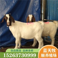 波尔山羊 肉羊苗价格 40斤左右小羊育肥养殖 灰头大耳朵波尔山羊