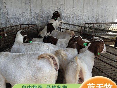 波尔山羊 肉羊苗价格 40斤左右小羊育肥养殖 灰头大耳朵波尔山羊图3