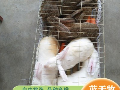 新西兰兔种兔 肉兔活体繁殖兔子 新西兰兔孕兔一对出售图3