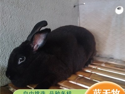 新西兰兔种兔 肉兔活体繁殖兔子 新西兰兔孕兔一对出售图4