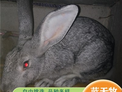 新西兰兔种兔 肉兔活体繁殖兔子 新西兰兔孕兔一对出售图5