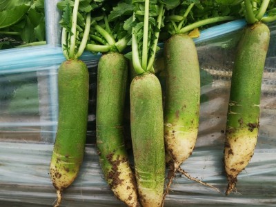 基地供应潍坊青萝卜 潍县萝卜新鲜微辣脆甜潍坊特产青萝卜批发  2千克起批图2