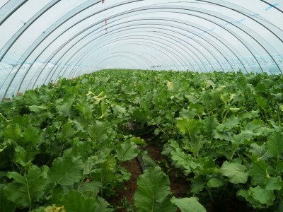 基地供应潍坊青萝卜 潍县萝卜新鲜微辣脆甜潍坊特产青萝卜批发  2千克起批图3