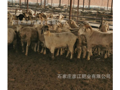 自然风干纯羊粪肥料亨通发酵羊粪有机肥花卉生物有机肥厂家图3