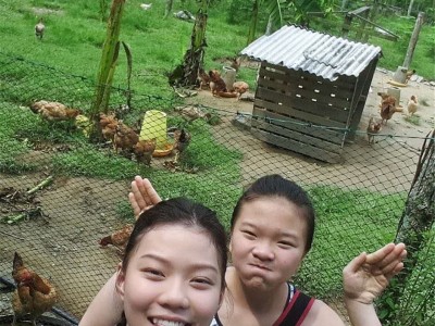 【山鸡凰】文昌鸡海南农家散养180天走地土鸡椰子鸡新鲜整只鸡肉  2只起批图3