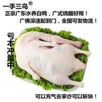 光鸭广式白鸭打气烧鸭白条鸭直供酒店饭堂商超新鲜现杀批发可斩块  5斤起批