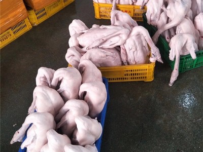 广东黑棕鹅棚鹅狮头鹅港式烧鹅醉鹅原材冰鲜鹅新鲜光鹅全国可发货  9斤起批图3