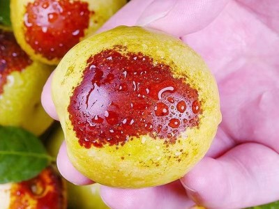陕西大荔当季新鲜现摘脆甜冬枣枣子红枣孕妇水果产地直发一件包邮图2