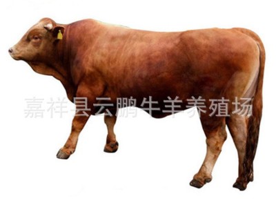 山东牛羊养殖供应 鲁西黄牛 黄牛养殖基地 西门塔尔牛肉牛犊图4