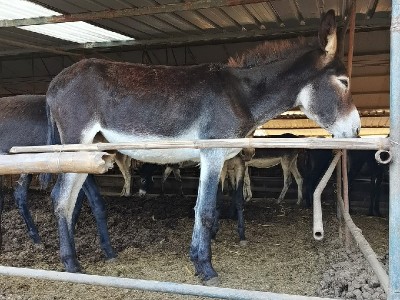 乌头驴赤峰德州驴肉驴苗 改良肉驴苗 常年批发活体驴驴苗图3