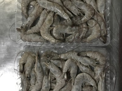 加工南美白对虾，冷冻南美白对虾，唐山南美白对虾，天津南美虾图4