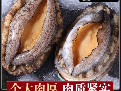 零售批发去内脏鲍鱼鲜冻鲍鱼鲜活海鲜海产大鲍鱼新鲜冷冻海捕野生图1