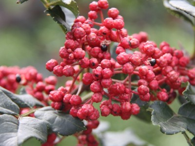 武都花椒无花椒籽精选散装食用麻椒调料火锅烹饪251克包邮 10袋起批图2