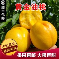 黄油桃现摘黄金油桃 4.5-5斤装新鲜应季脆甜多汁黄肉桃子  2箱起批