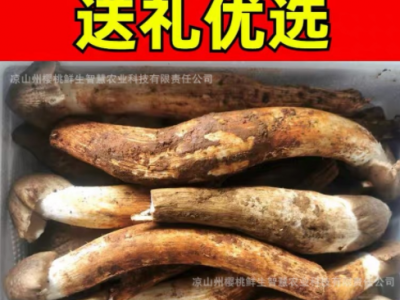 云南四川新鲜鸡枞菌不开伞大白鸡枞菌大鸡枞伞把菇鸡肉菌顺丰包邮图1