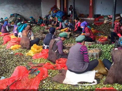 现货2022新鲜湿核桃去青皮薄皮嫩核桃带青皮绿皮孕妇生核桃5斤装图3