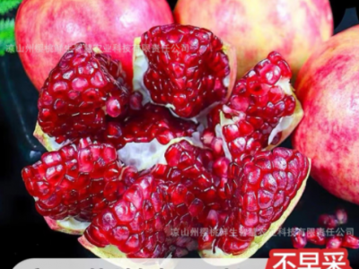 现货 现摘现四川会理软籽石榴突尼斯软籽石榴果园 一件代发图1