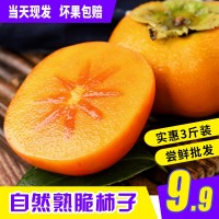 【顺丰】脆柿子新鲜水果10整箱斤当季现摘巧克力柿子脆甜硬柿包邮 2斤起批