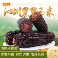 现货供应沁州黑黑玉米 新鲜粘黏玉米棒食用糯玉米  10件起订