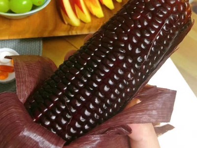 现货供应沁州黑黑玉米 新鲜粘黏玉米棒食用糯玉米  10件起订图3