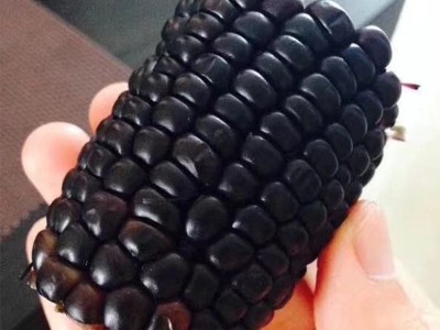 现货供应沁州黑黑玉米 新鲜粘黏玉米棒食用糯玉米  10件起订图2