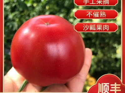 山东海阳顺丰新鲜水果现摘现发沙瓤水果番茄洋柿子普罗旺斯西红柿图1