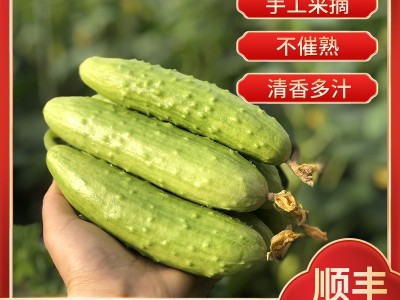 厂家供应招代理海阳批发顺丰当天现摘新鲜果蔬应季3/5斤白玉黄瓜图1