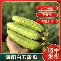 厂家供应招代理海阳批发顺丰当天现摘新鲜果蔬应季3/5斤白玉黄瓜
