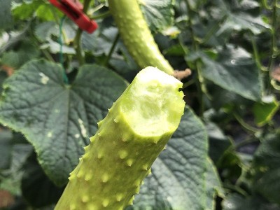 厂家供应招代理海阳批发顺丰当天现摘新鲜果蔬应季3/5斤白玉黄瓜图3