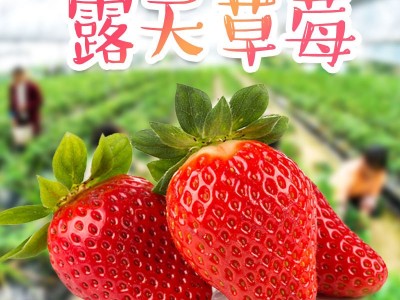 大凉山露天草莓新鲜水果 好吃有营养自家果园鲜香 新鲜采摘图1
