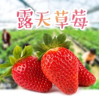 大凉山露天草莓新鲜水果 好吃有营养自家果园鲜香 新鲜采摘