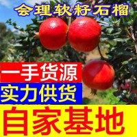 四川会理突尼斯甜青软籽石榴皮薄多汁大红石榴新鲜水果