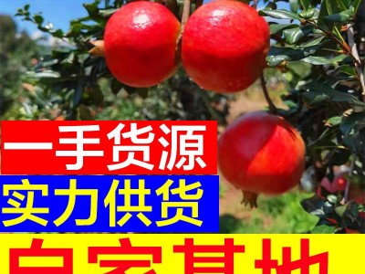 四川会理突尼斯甜青软籽石榴皮薄多汁大红石榴新鲜水果图2
