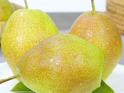 果园直供现摘孕妇水果新鲜应季皮薄多汁薄皮梨子  2件起批图2