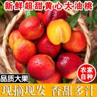 现摘黄肉油桃新鲜脆甜可口应季水果甜桃子脆桃非毛桃桃子3/5斤装  2件起批