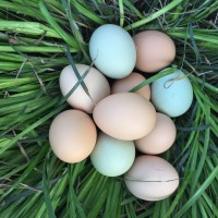 新杨绿壳蛋(中号)，翡翠绿，420枚/件，净重34斤-35斤，鸡场值销