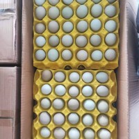 绿壳乌鸡蛋，480枚/箱，净重39-40斤，日捡日发