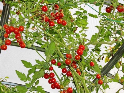 樱桃西红柿种子圣女果种子可作水果食用观赏图4