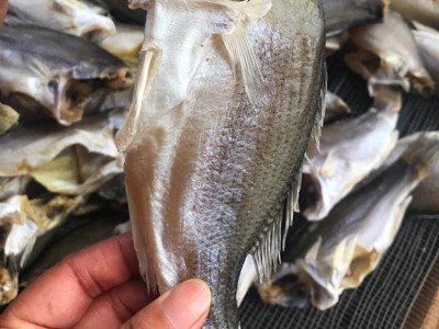 鲈鱼干跑江湖展会地摊深海鲈鱼干干鱼鱼干水产干货鲈鱼图1