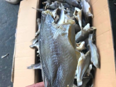 鲈鱼干跑江湖展会地摊深海鲈鱼干干鱼鱼干水产干货鲈鱼图4